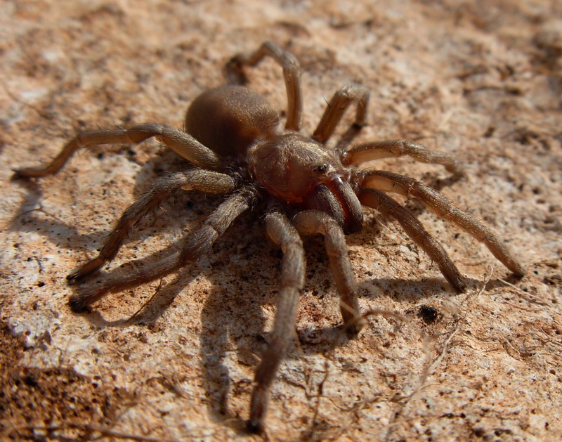 ragni ericini (tra cui Ischnocolus triangulifer e Loxosceles