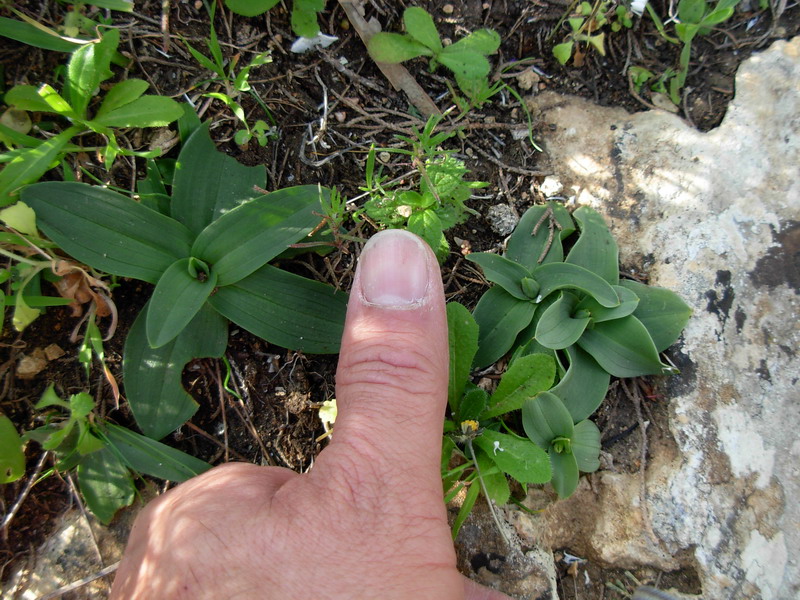 Ophrys tenthredinifera