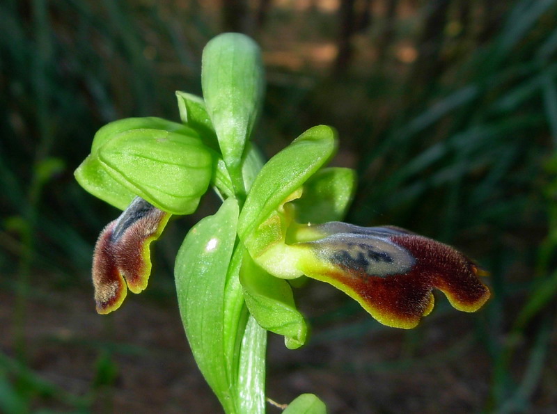 Ophrys  gruppo fusca che confusione: help me !!