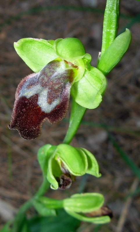 Ophrys  gruppo fusca che confusione: help me !!