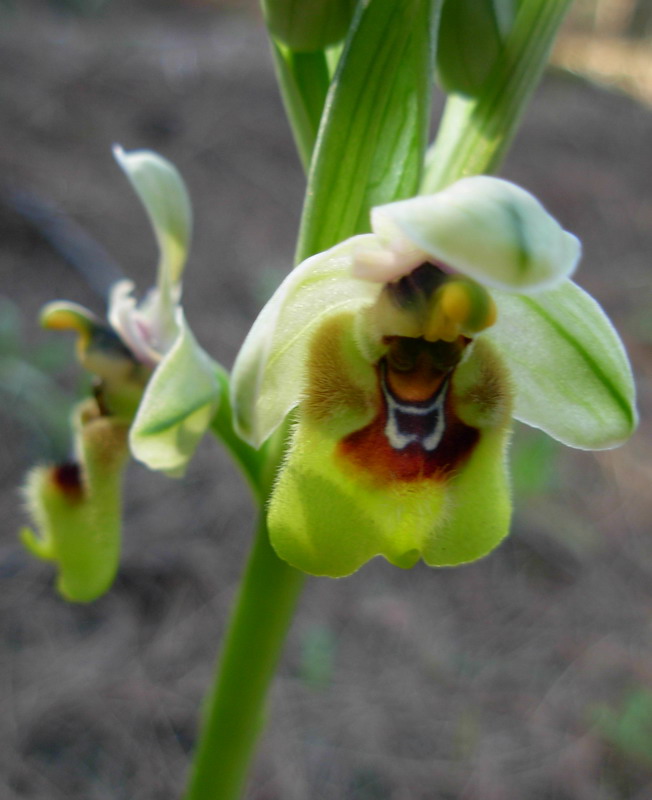 Ophrys tenthredinifera