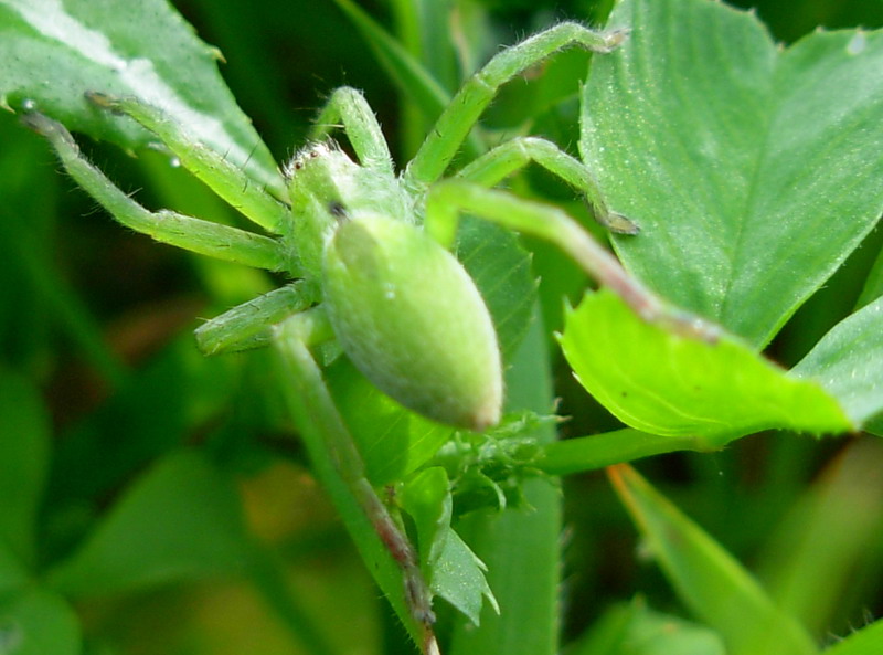 Micrommata virescens