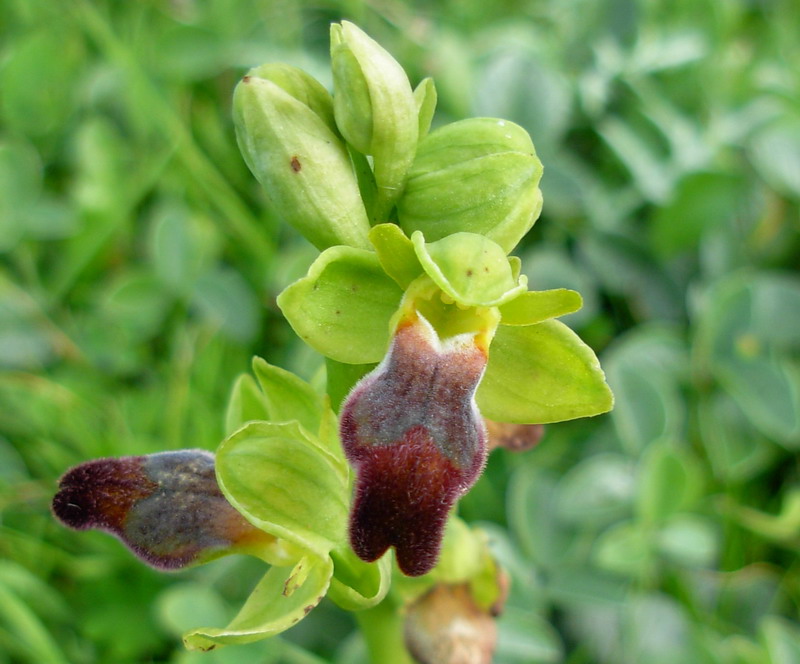 Ophrys  gruppo fusca che confusione: help me !!