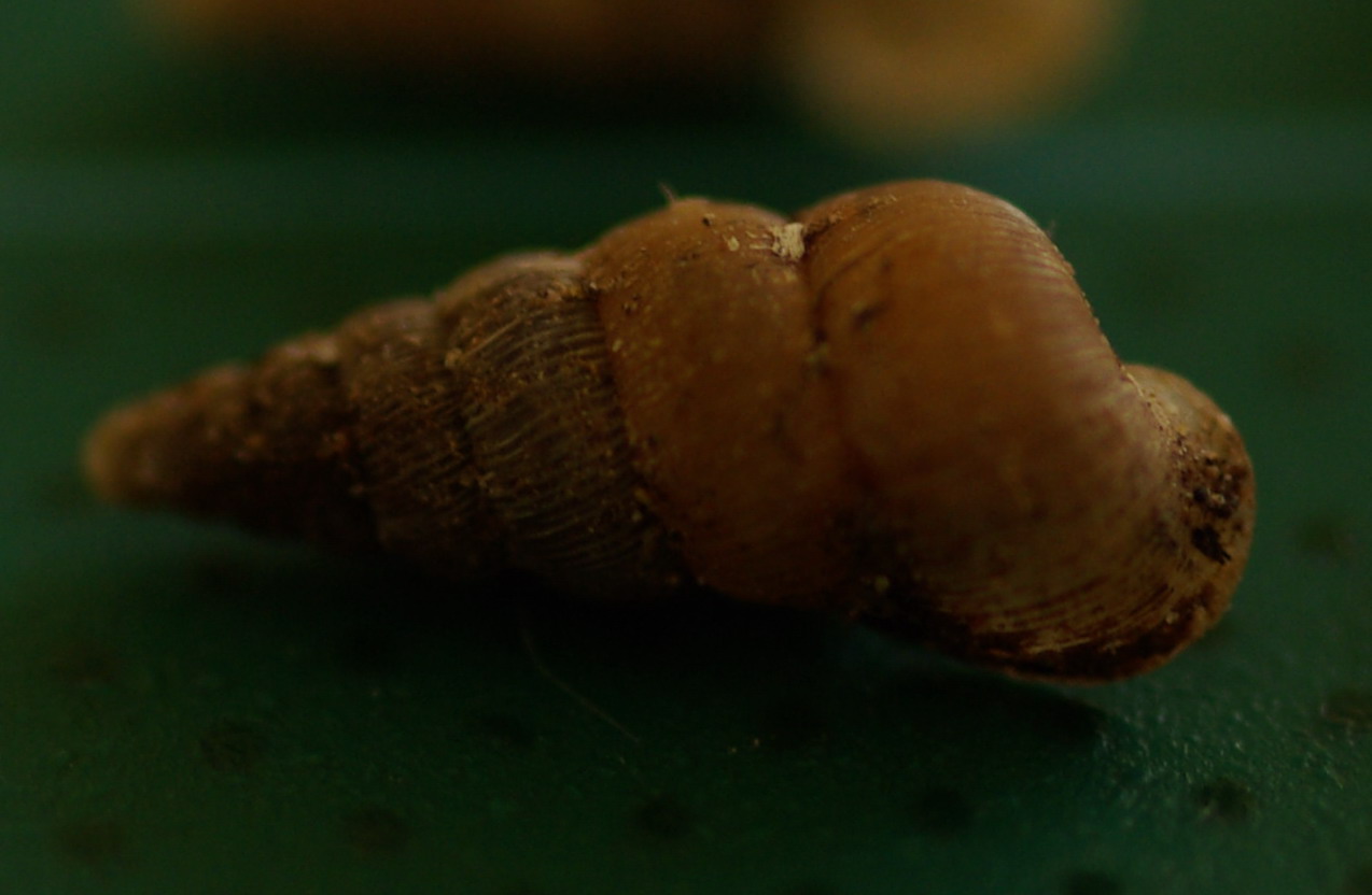 Cochlostoma sp da Valderice(TP)