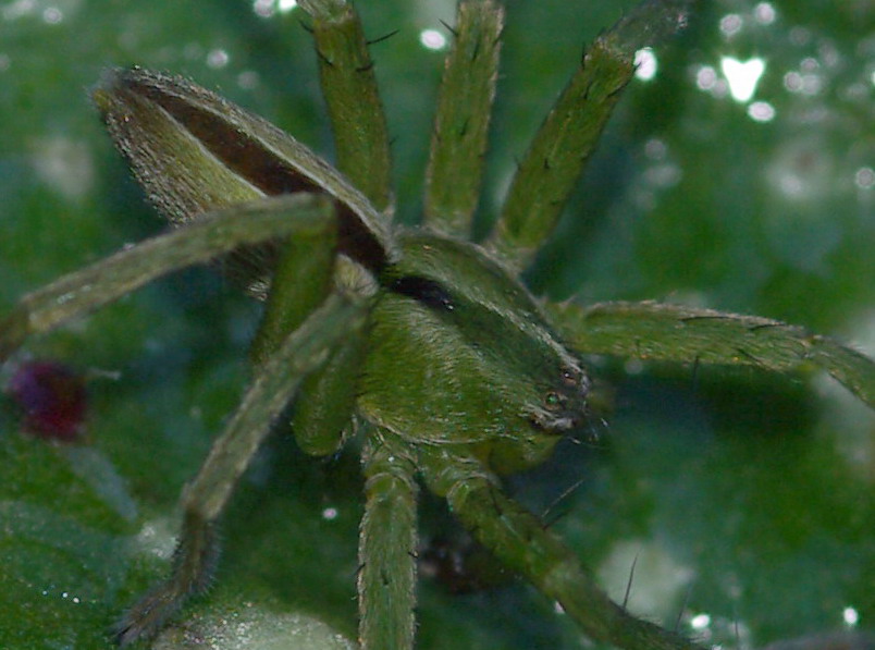 Micrommata ligurina - Erice (TP)