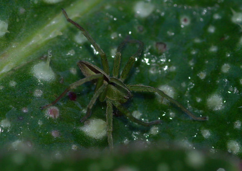 Micrommata ligurina - Erice (TP)