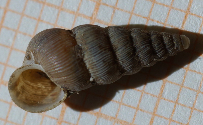 Cochlostoma sp da Valderice(TP)