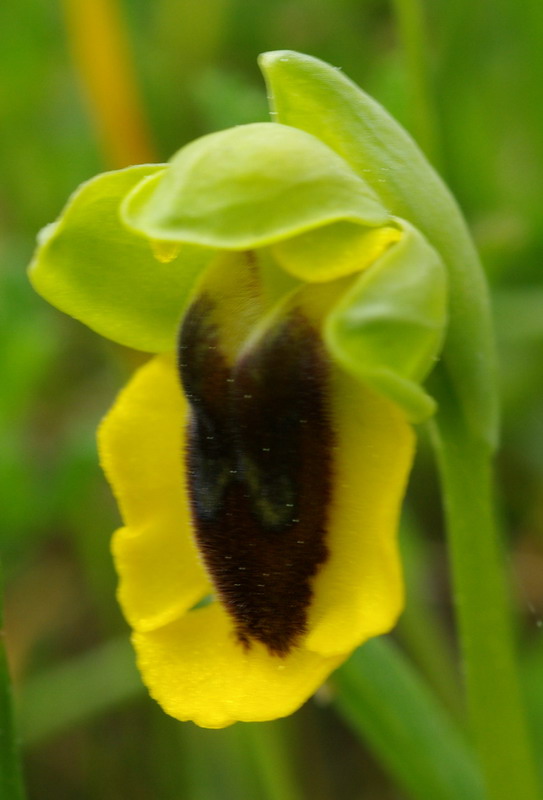 Ophrys lutea