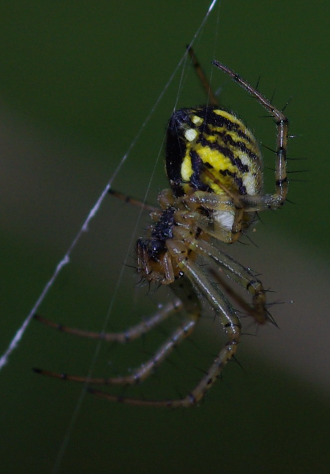 Mangora acalypha