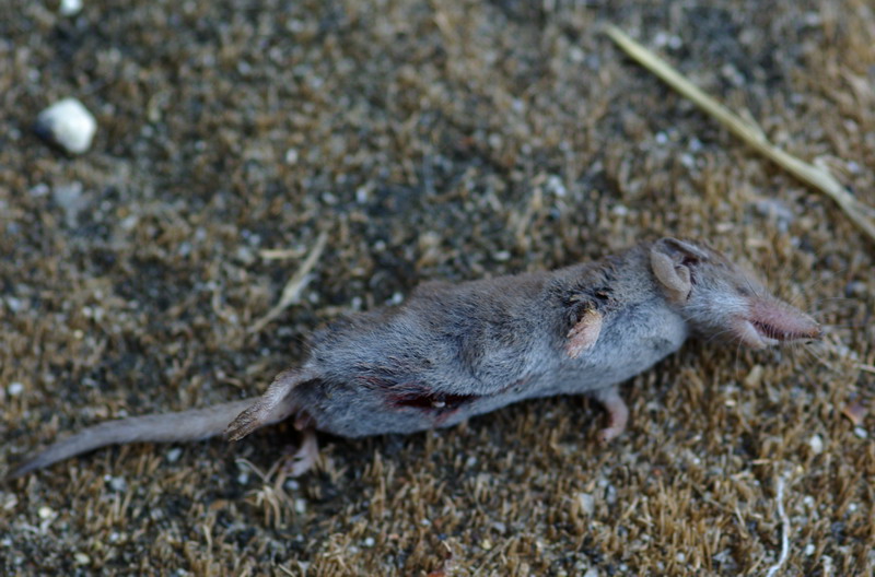 Toporagni siciliani - Suncus etruscus e Crocidura sicula