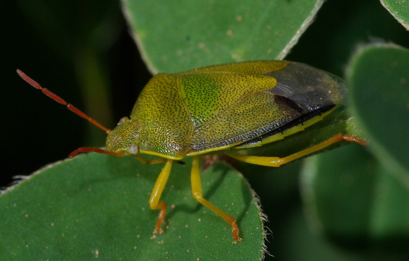 Piezodorus lituratus