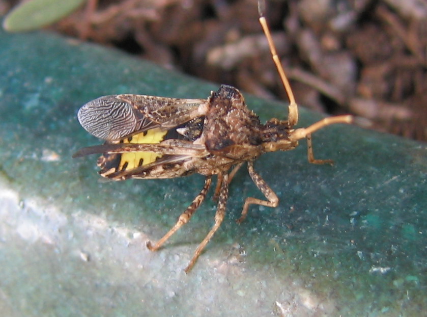 Centrocoris e Cercinthus