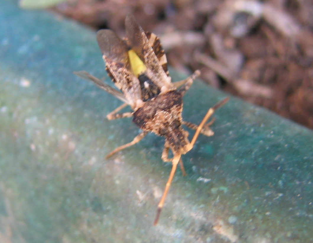 Centrocoris e Cercinthus