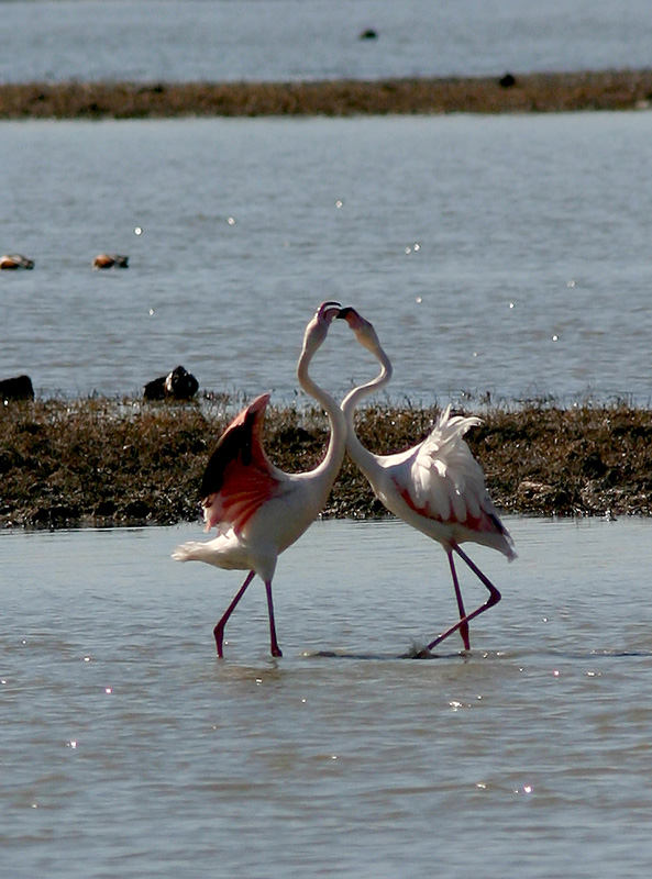 fenicottero (giovane) - Phoenicopterus ruber