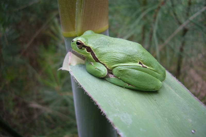 Raganella - Hyla intermedia