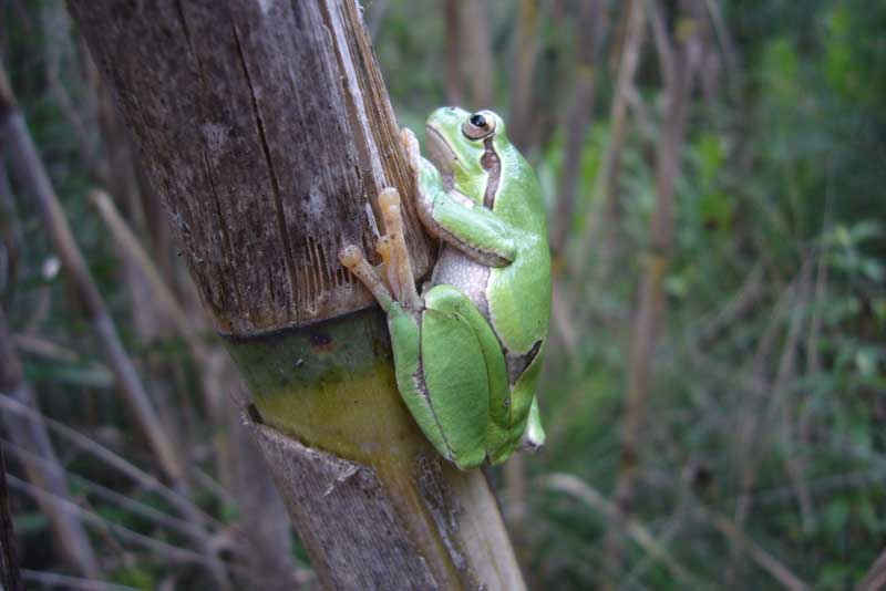 Raganella - Hyla intermedia