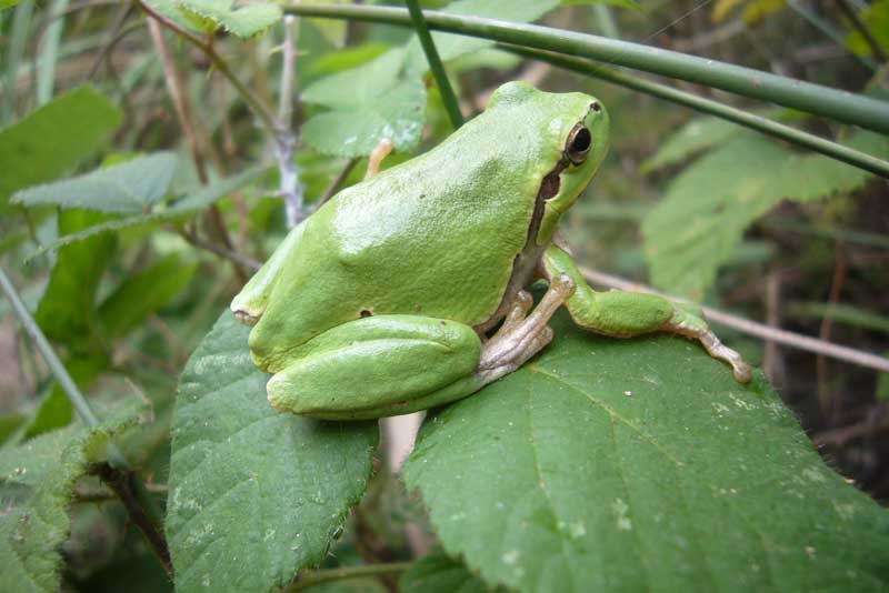 Raganella - Hyla intermedia