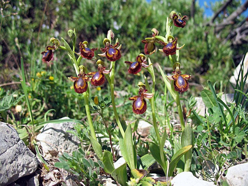 Ophrys ciliata - E'' sempre la pi bella....almeno per me!