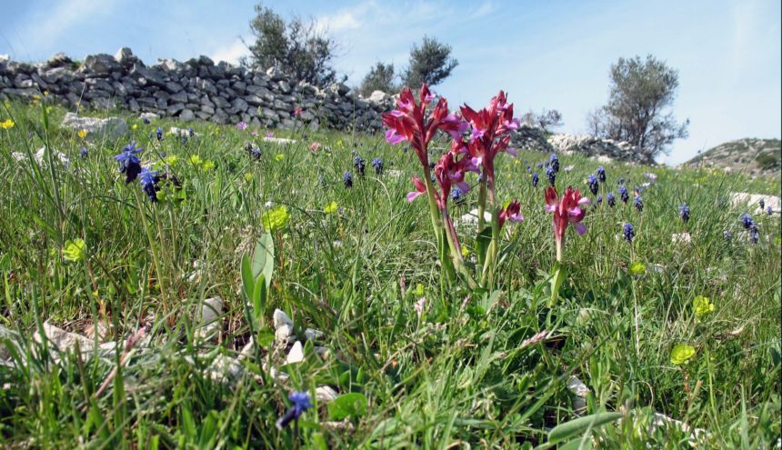 Orchis papilionacea