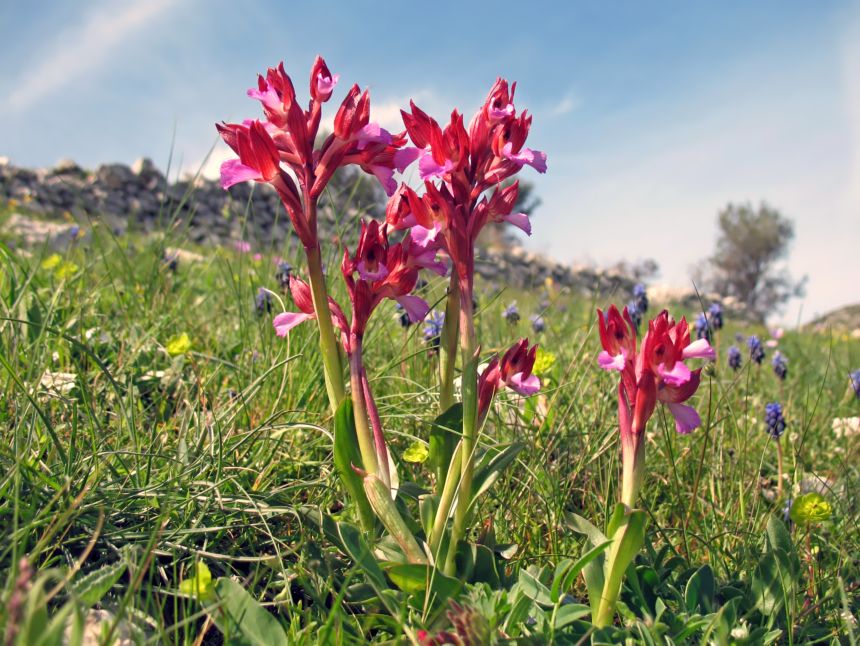 Orchis papilionacea