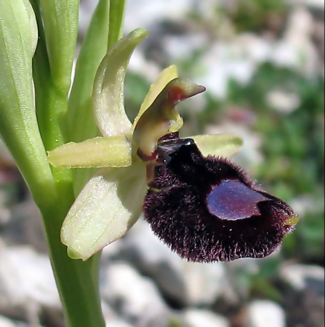 Ophrys bertoloniiformis