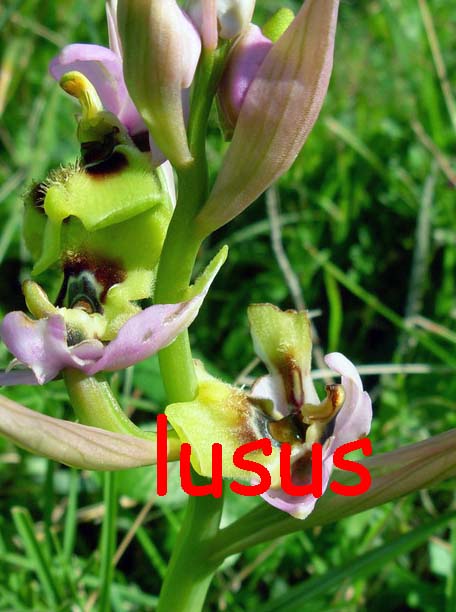 Ophrys tenthredinifera