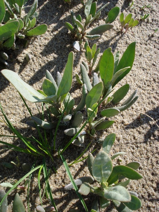 Polygonum maritimum L.