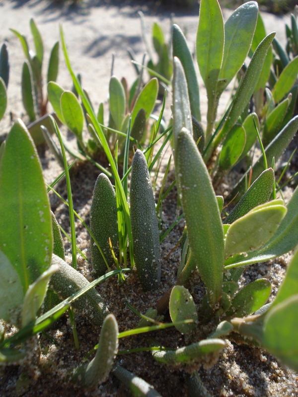 Polygonum maritimum L.