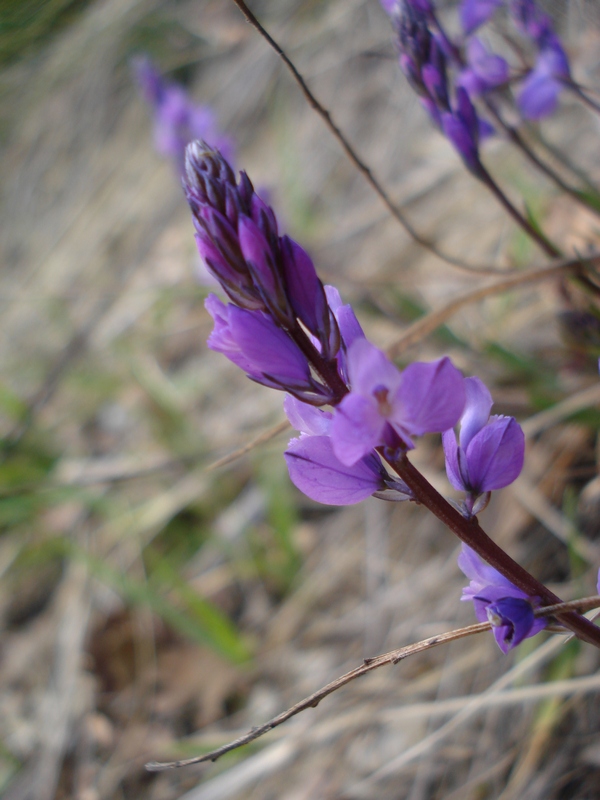 Da determinare (Polygala sp.)