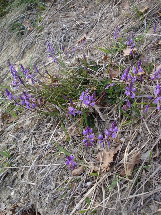 Da determinare (Polygala sp.)