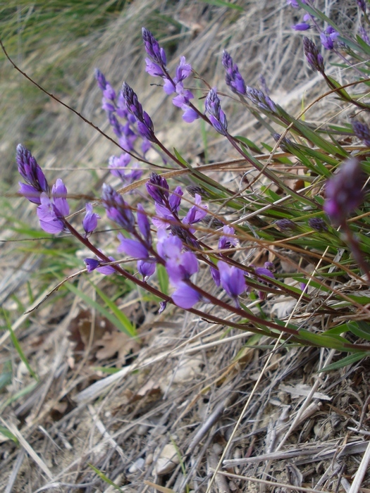 Da determinare (Polygala sp.)