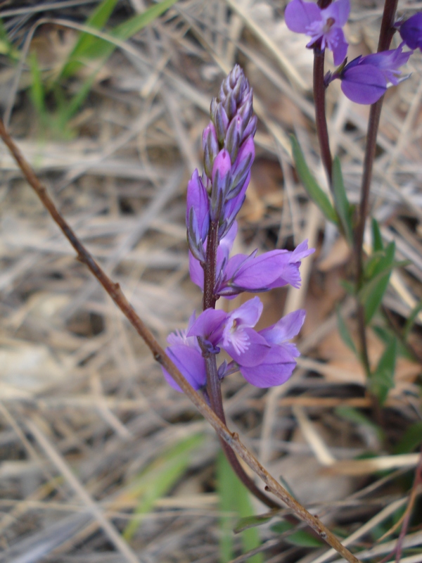 Da determinare (Polygala sp.)