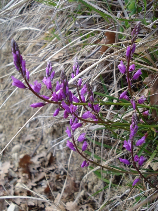 Da determinare (Polygala sp.)