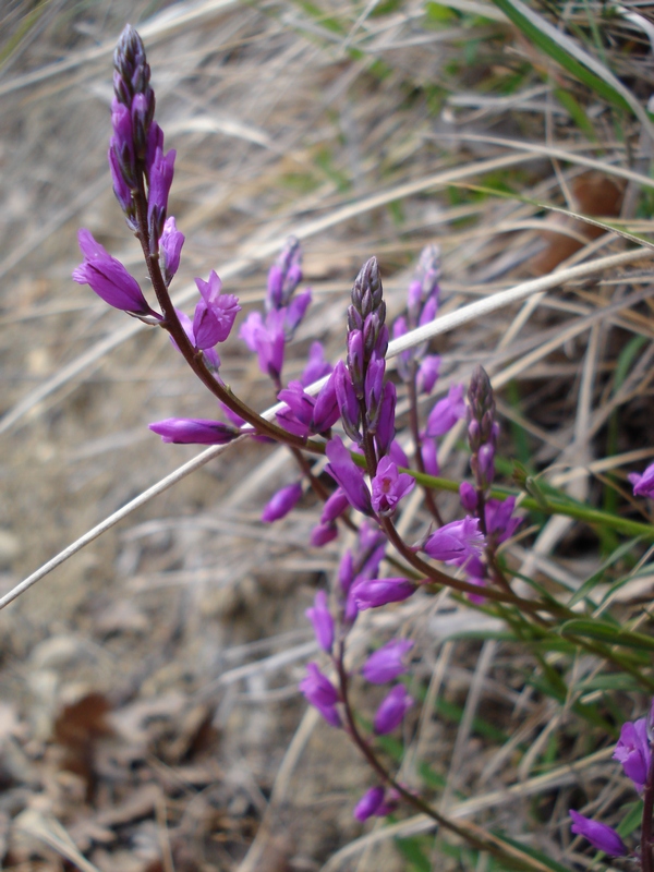 Da determinare (Polygala sp.)