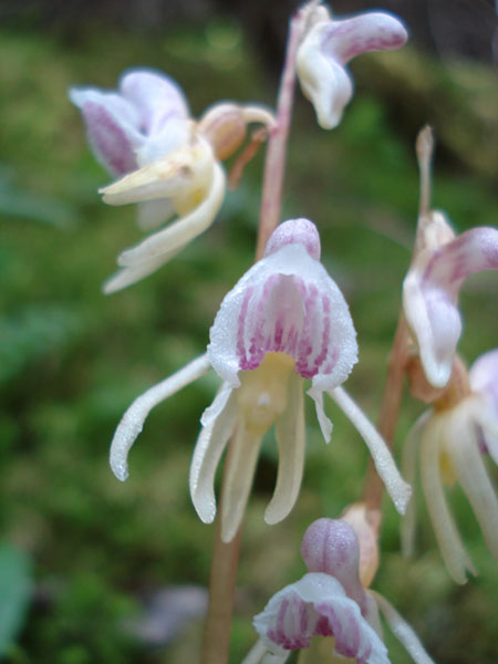 Orchidea da identificare - Epipogium aphyllum