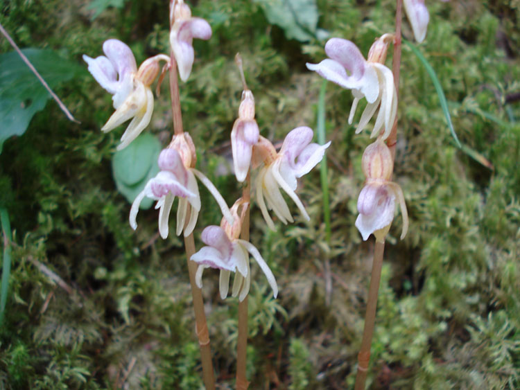 Orchidea da identificare - Epipogium aphyllum