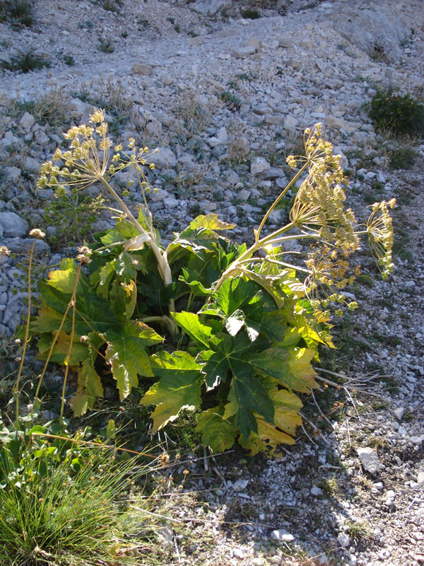 Heracleum orsinii / Panace di Orsini