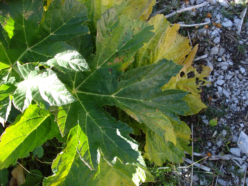 Heracleum orsinii / Panace di Orsini