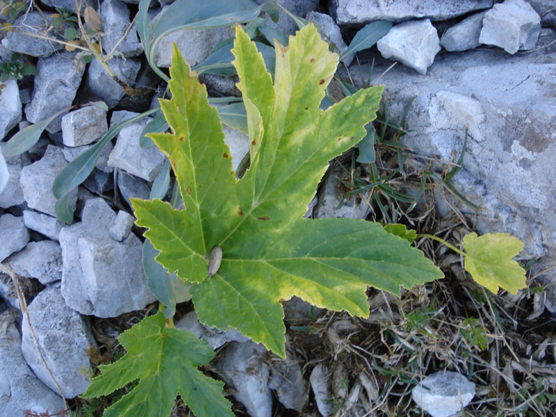 Heracleum orsinii / Panace di Orsini