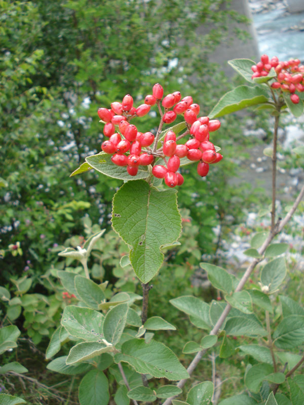 Viburnum lantana