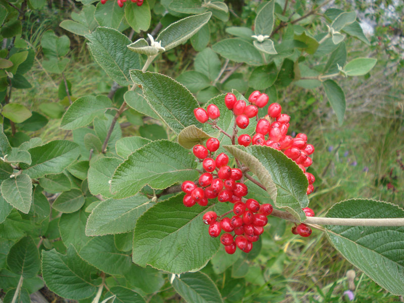 Viburnum lantana