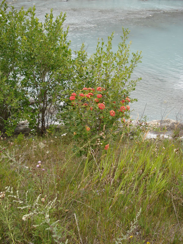 Viburnum lantana