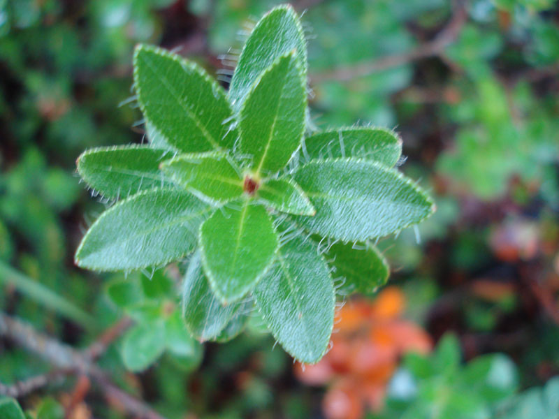 Rhododendron hirsutum / Rododentro peloso