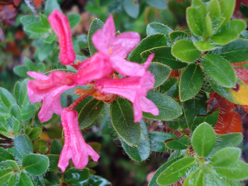 Rhododendron hirsutum / Rododentro peloso