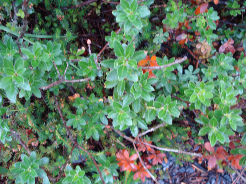 Rhododendron hirsutum / Rododentro peloso