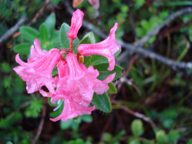 Rhododendron hirsutum / Rododentro peloso