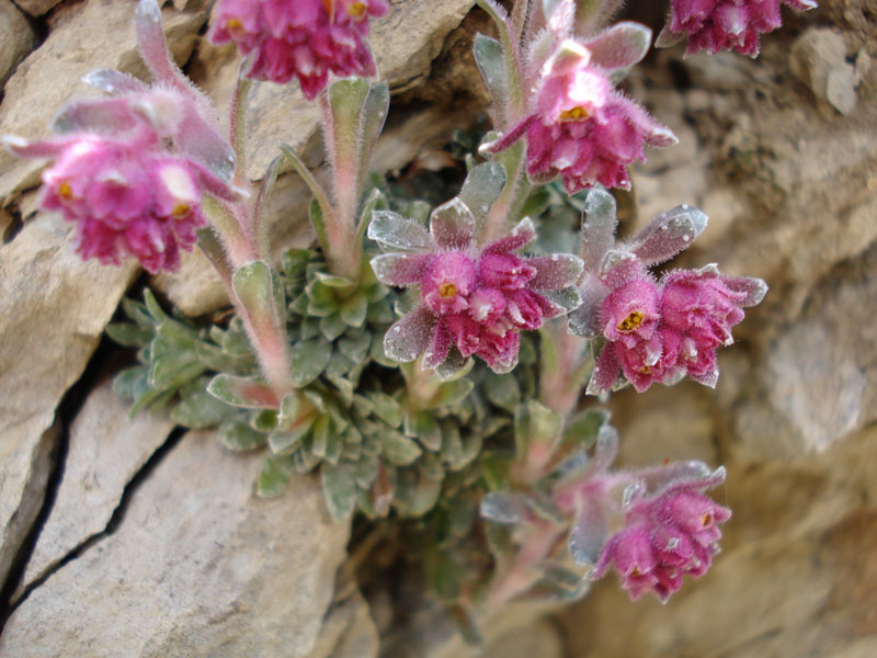 Saxifraga porophylla / Sassifraga porosa