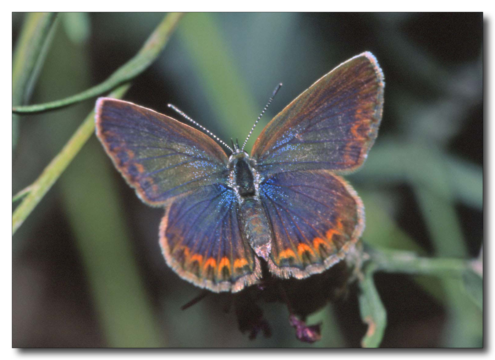 Polyommatus  idas