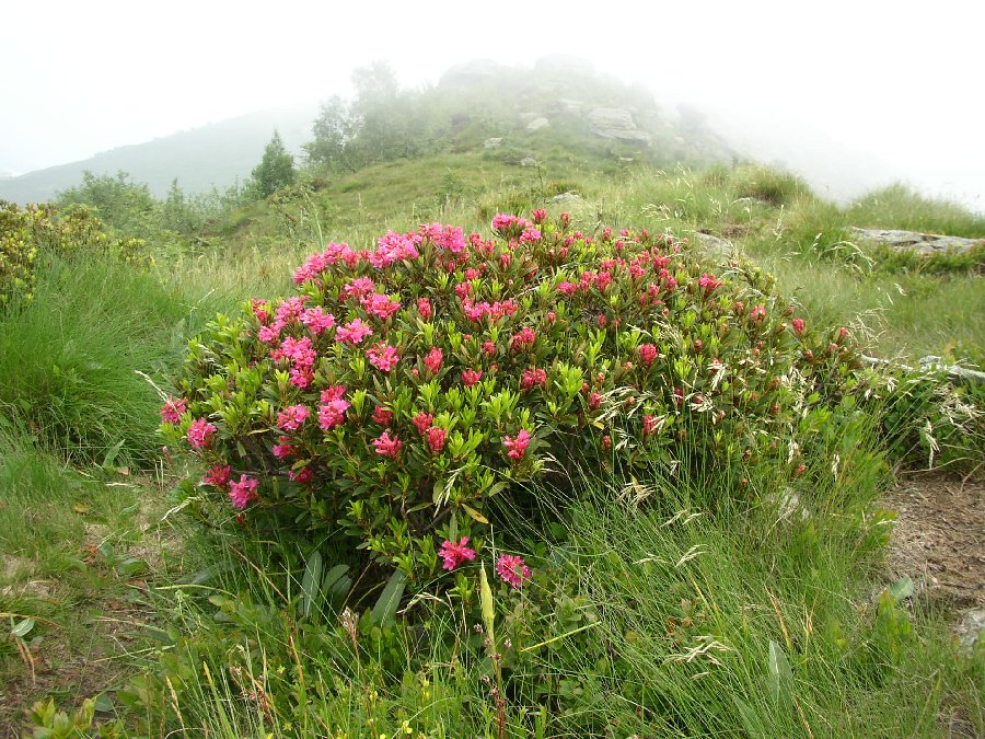 rododendri in fiore