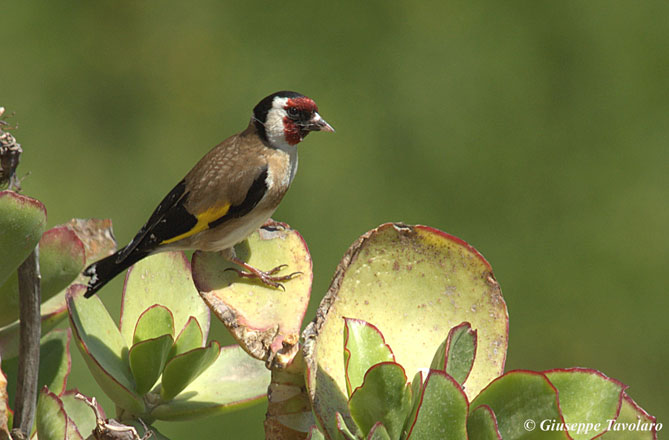 passero strano